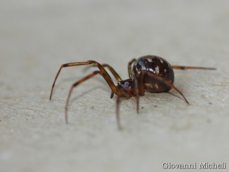 Steatoda triangulosa - Arluno (MI)